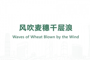 風吹麥穗千層浪